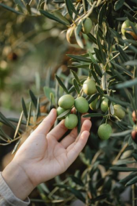 Oleuropein, Olive Glucoside, Olive Leaf Extract