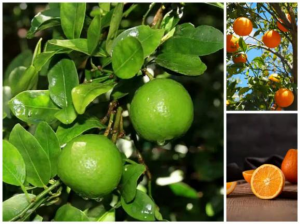 Synephrine, Citrus Aurantium(fruit) Extract